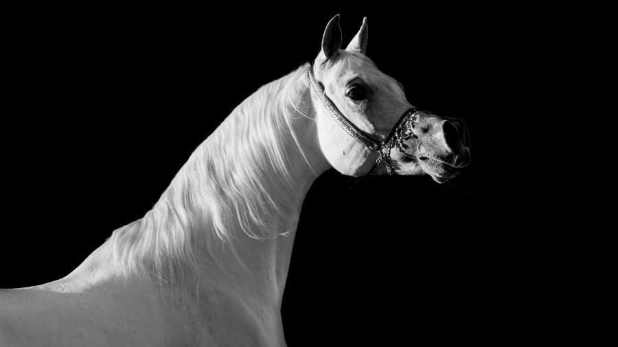 273P8769BW