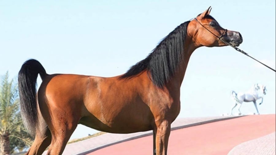 AJ-SAMARA-3