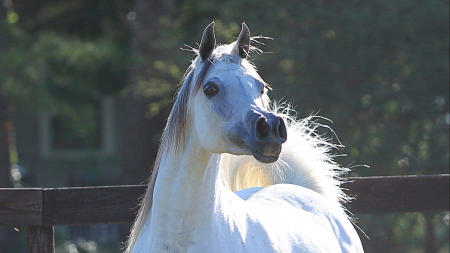 Abha-Myra-Marwan-Al-Shaqab-x-ZT-Ludjkalba-2003-Grey-Mare.AX2E1386crop