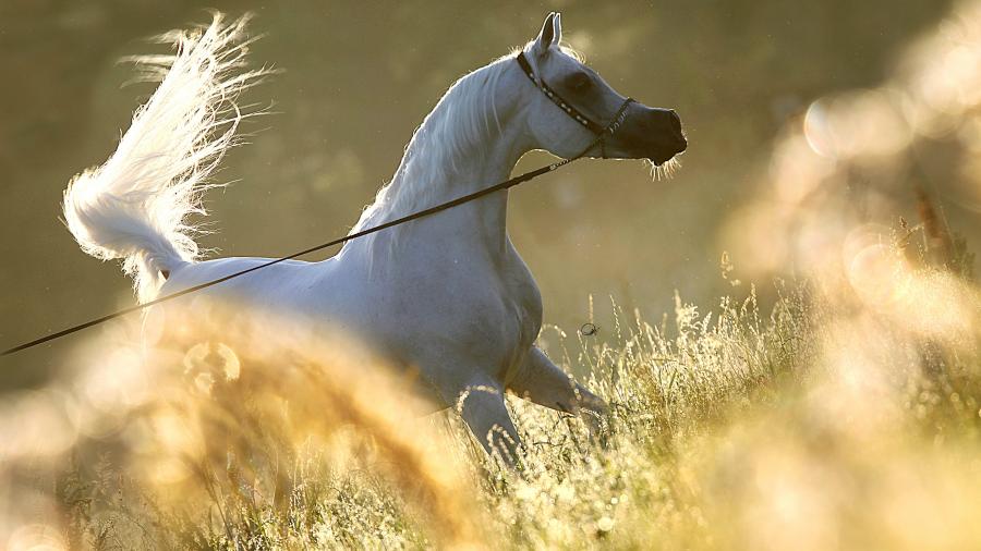 Al-Adeed-Al-Shaqab.3080-min