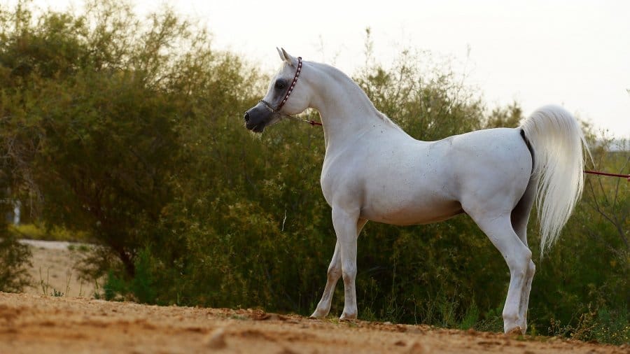Al-Adeed-Al-Shaqab