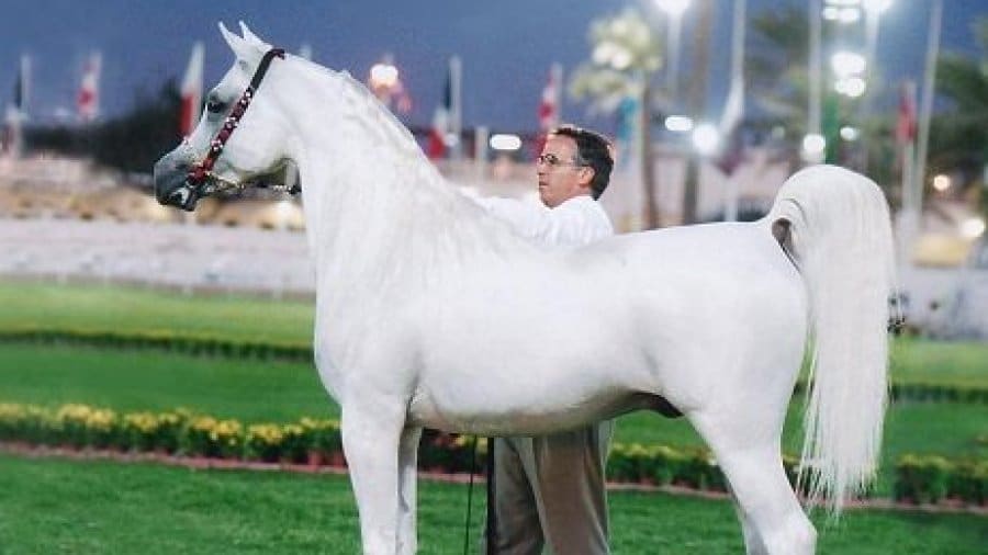 Al-Adeed.jpg02