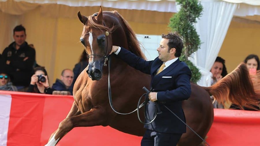 Cavalli_0
