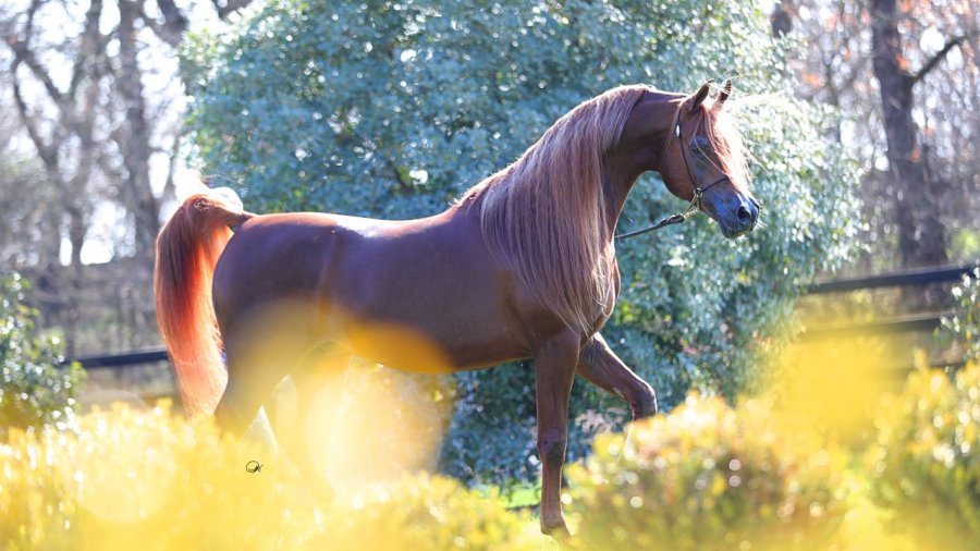Cavalli_1
