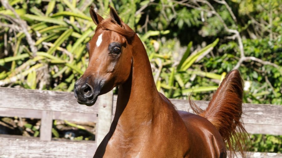 Da_Vinci_Jewel_03-FILEminimizer