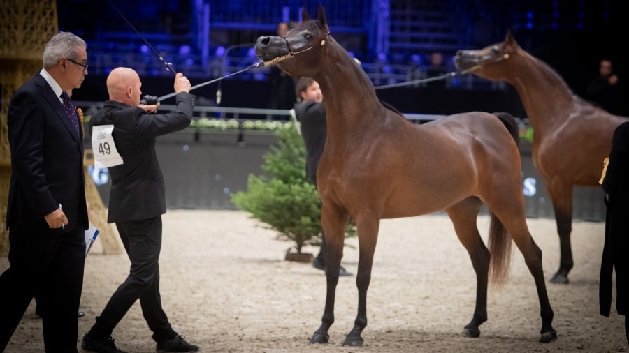1-silver-j-filly-2