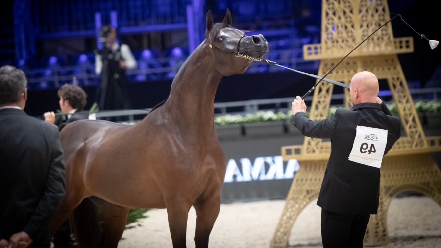 1-silver-j-filly-3