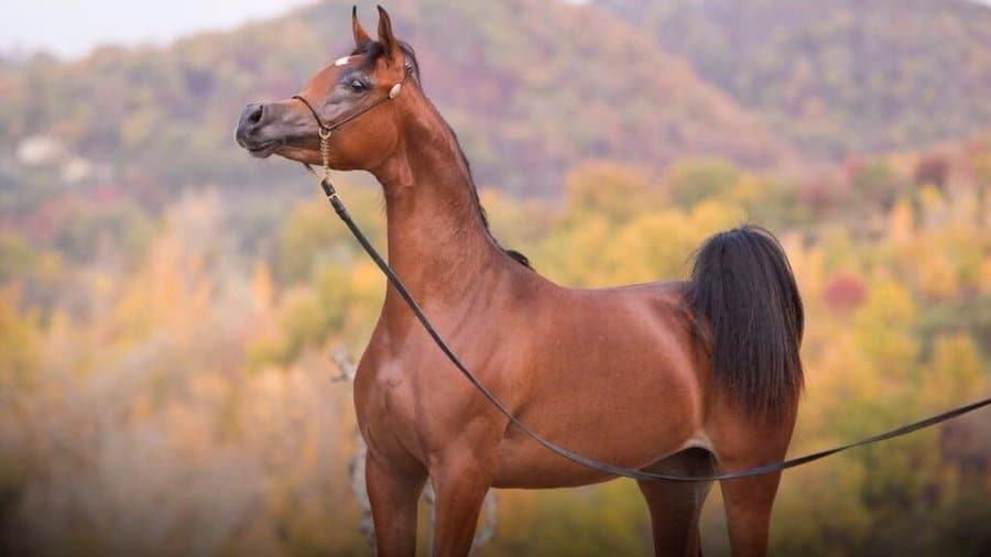 23844687_799601096914622_2811723502688254822_n