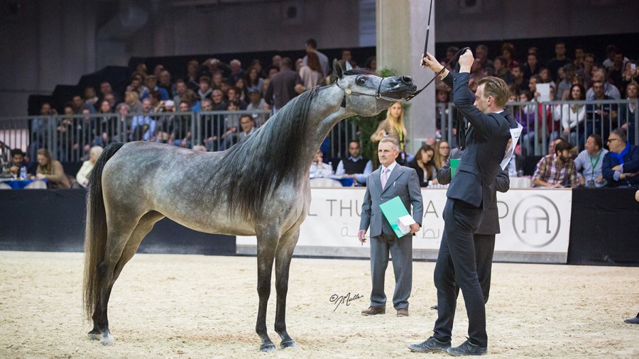 4N5B5905-smaller