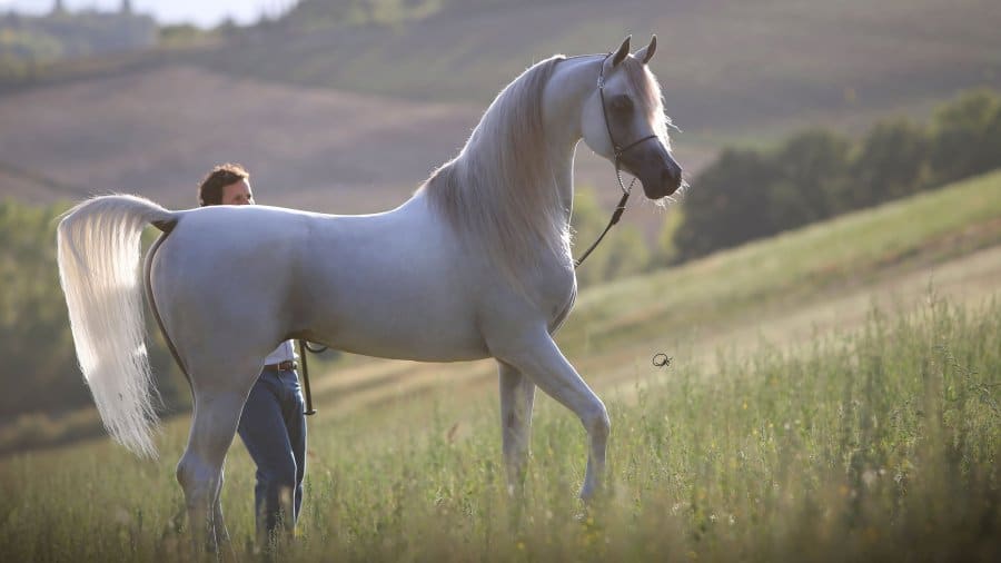 A46Q5945.HR-Hariry-Al-Shaqab-Marwan-Al-Shaqab-x-White-Silkk-2010-stallion