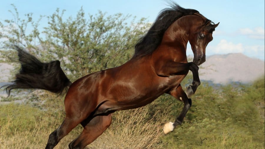 IMG_3647-Kahil-Al-Shaqab-