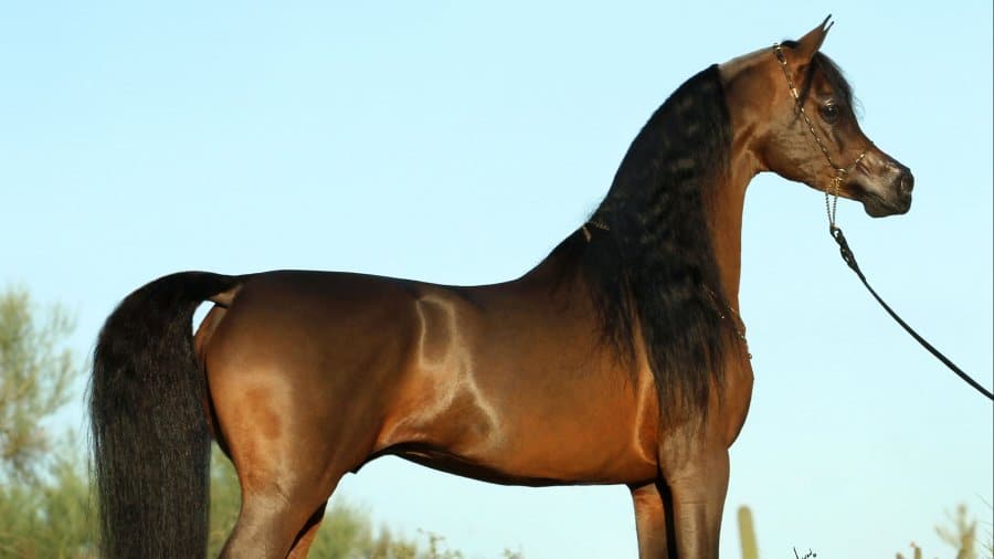 IMG_7790Kahil-Al-Shaqab-_0