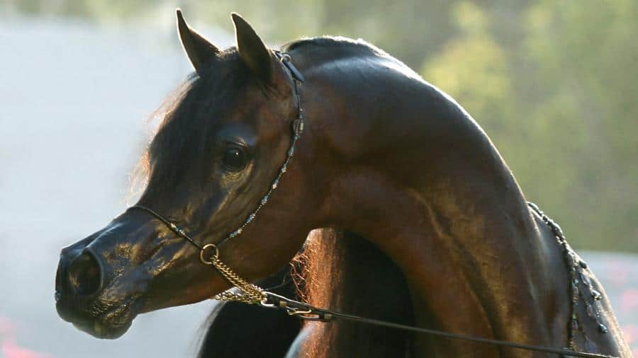 Kahil-Al-Shaqab-Marwan-Al-Shaqab-X-OFW-Mishaahl-1-min