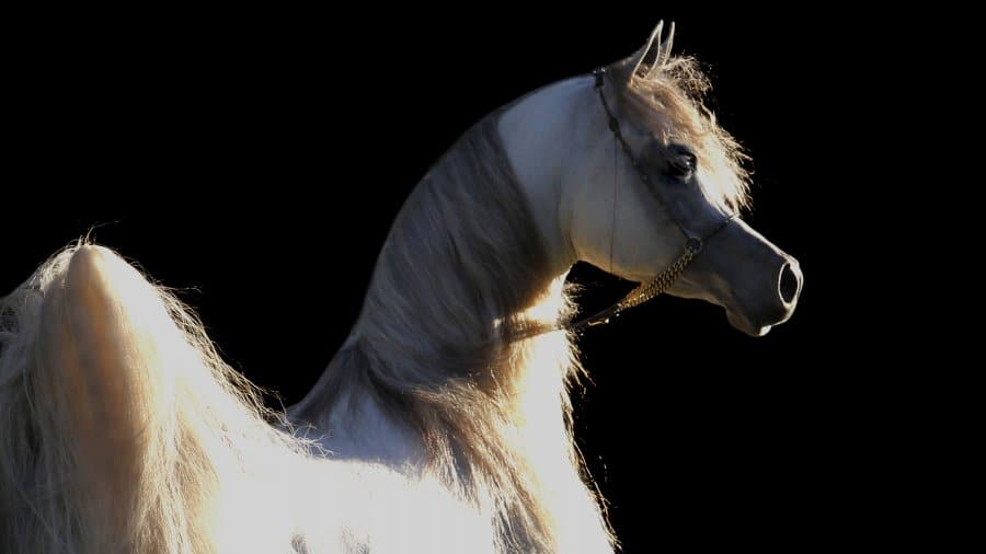 MG_4987-Hariry-Al-Shaqab-