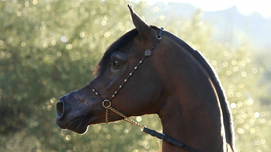 MG_8896c-Kahil-Al-Shaqab-