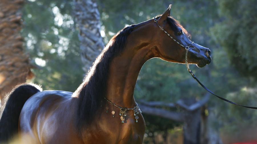 U7A0163-Kahil-Al-Shaqab-min