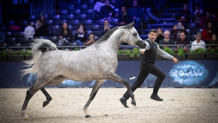silver-j-colt-1-min