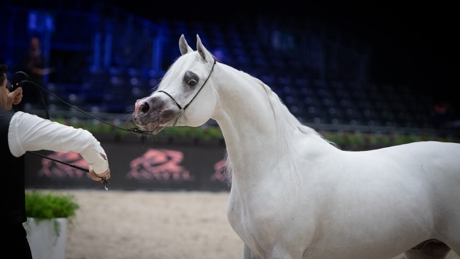 silver-stallion-1-min-2